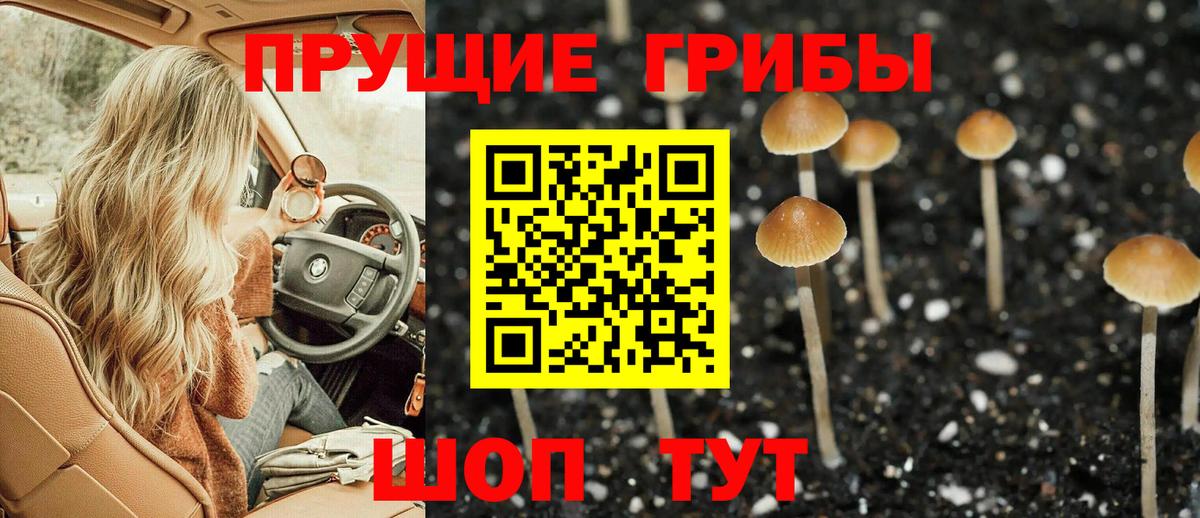 Псилоцибиновые грибы Cubensis Дальнегорск